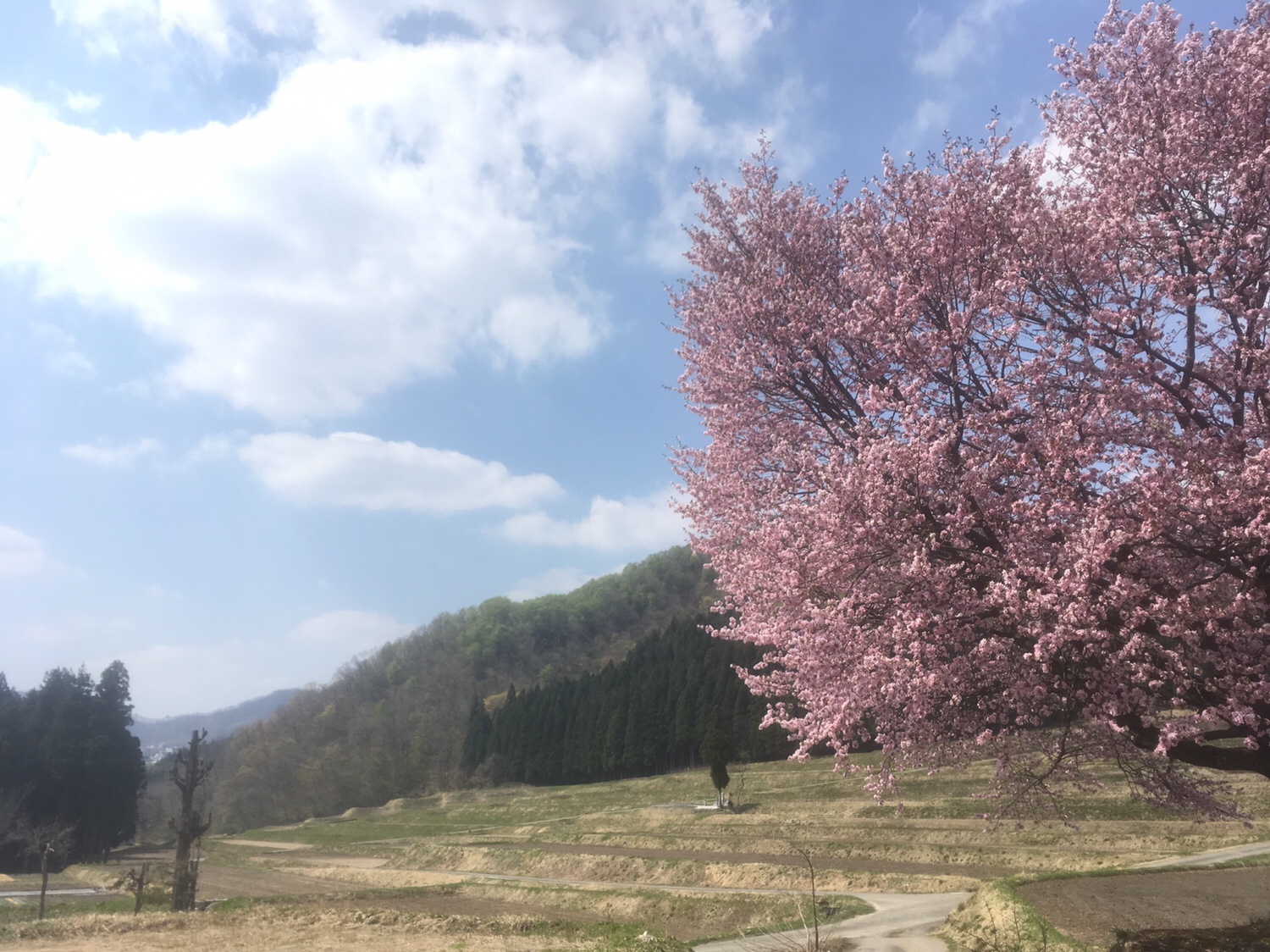 新潟県湯沢町の桜
