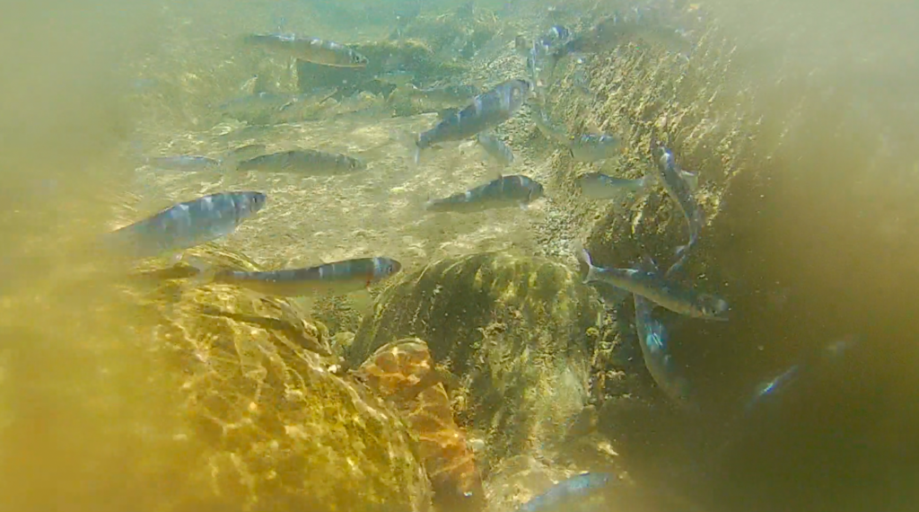 魚野川で鮎を放流