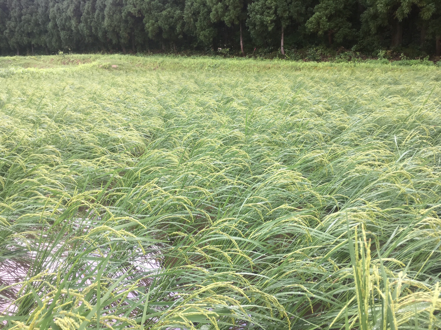 img 9773 - 台風の影響で稲が倒れる？