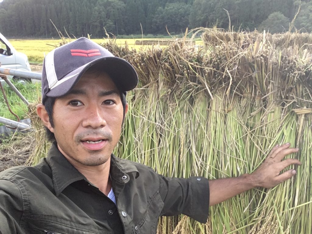 We’ll going to harvest rice at october 21
