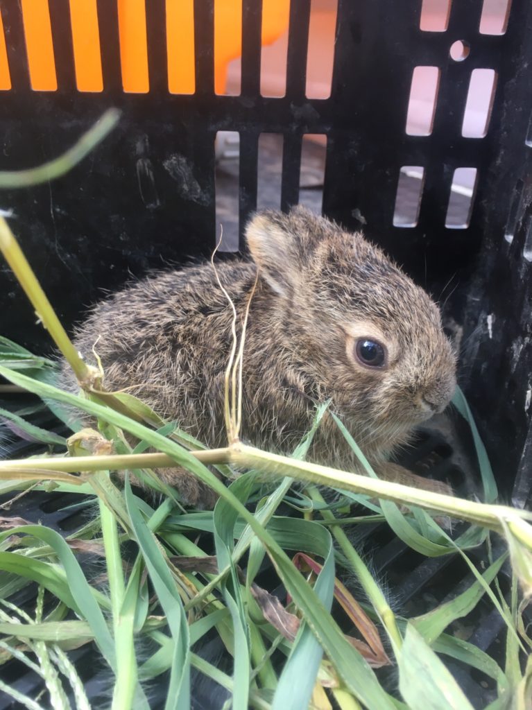 Grandfather of the village caught a wild rabbit